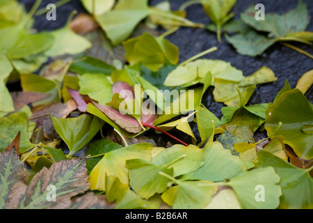nasses Laub auf dem Boden Stockfoto