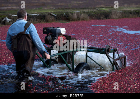 2007 Cranberry Ernte in Port Langley, BC, Kanada Stockfoto