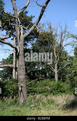 Bäume in Kew Gardens London England Stockfoto