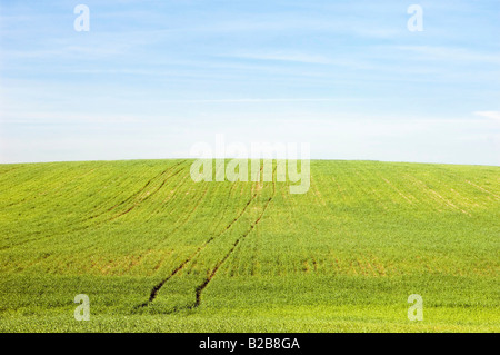 Ländliches Motiv grüne Feld Ernte Landschaft im Frühling Stockfoto
