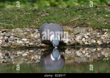 Woodpigeon trinken aus Teich Stockfoto