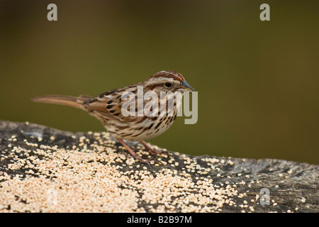 Singammer (Melospiza Melodia) auf der Plattform-feeder Stockfoto