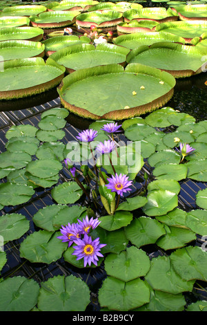 Wasser-Lilly-Pads in einem formalen Garten in London England Stockfoto