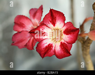 Hybrid "Adenium Obesum" Blume, beliebte Zimmerpflanzen in Asien und Afrika Stockfoto