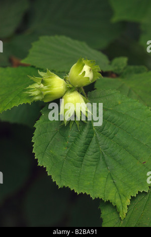 Gemeinsamen Corylus Avellana Haselnüsse Juli Midlands Stockfoto