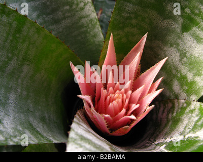 Aechmea Fasciata Bromelie. Silberne Vase, Urne Pflanze Stockfoto