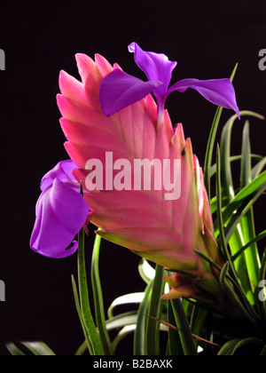 Tillansia Cyanea Bromelien, Bromeliaceae. Bromelia Blume closeup Stockfoto