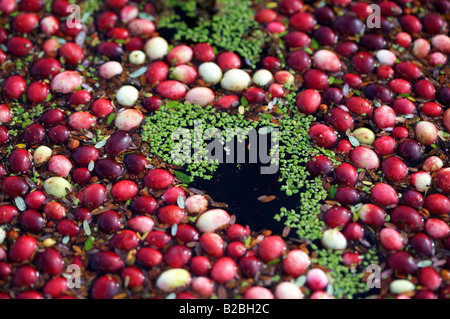 2007 Cranberry Ernte in Port Langley, BC, Kanada Stockfoto