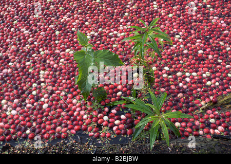 2007 Cranberry Ernte in Port Langley, BC, Kanada Stockfoto