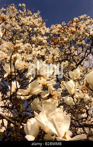 Magnolie im Frühjahr Kenwood House in Hampstead London Stockfoto