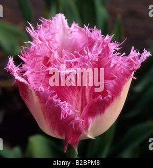 Garten-Tulpe Tulipa "Huis Ten Bosch" Stockfoto