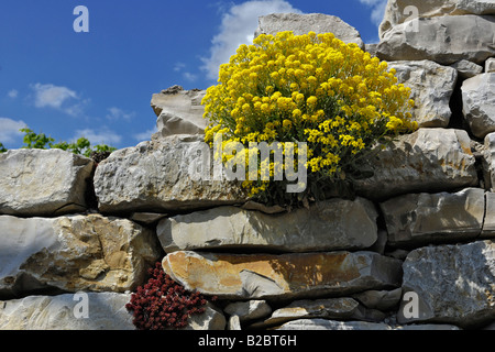 Korb mit Gold, Rock Scharfkraut (Alyssum saxatile), Deutschland, Europa Stockfoto