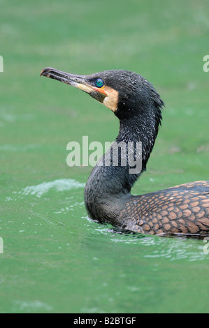 Kormoran (Phalacrocorax Carbo) Stockfoto