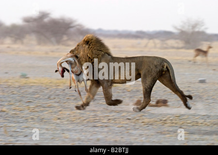 Löwe (Panthera Leo) und einen Gefangenen Springbock (Antidorcas Marsupialis), Beute, Nxai Pan, Makgadikgadi Pans Nationalpark, Botswana Stockfoto