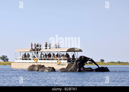 Ein Ausflugsschiff mit Touristen übergibt eine Herde von afrikanischen Bush Elefanten (Loxodonta Africana) auf dem Chobe Fluss Chobe National Stockfoto