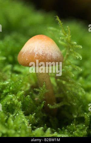 Pilze wachsen auf einem Moos bedeckte Baumstumpf, Eyachtal, Nordschwarzwald, Baden-Württemberg, Deutschland, Europa Stockfoto