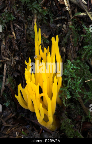 Coral-Pilz (Ramaria Stricta), Eyachtal Valley, Nordschwarzwald, Nordschwarzwald, Baden-Württemberg, Deutschland, Europa Stockfoto