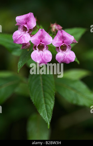 Drüsige Springkraut (Impatiens Glandulifera) im Sommer, Eyachtal Tal, Nordschwarzwald, Nordschwarzwald, Baden-Württemberg Stockfoto