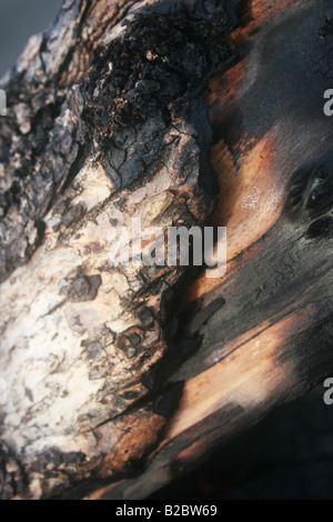Nahaufnahme von einem verbrannten Holz stumpf an einem Strand in Castlecliff, Wanganui, Neuseeland. Stockfoto
