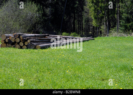 Senkung der Nadelbäume, See Rehnenmuehlesee, Baden-Württemberg, Deutschland, Europa Stockfoto