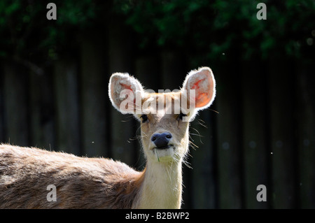 Barasingha oder Barasinga-Hirsch (Cervus Duvaucelii), Weiblich, Zoo, Bayern, Deutschland, Europa Stockfoto