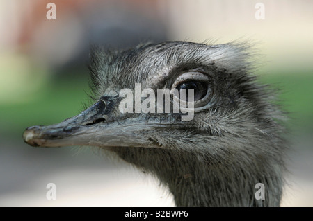 Amerikanische Rhea oder grau, größere Rhea (Rhea Americana), Zoo, Bayern, Deutschland, Europa Stockfoto