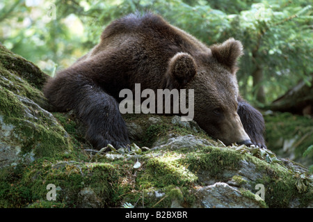 Eurasische Braunbären (Ursus Arctos Arctos) liegt auf einem Felsen, Porträt Stockfoto