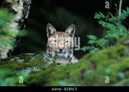 Eurasischer Luchs (Lynx Lynx) sitzt auf einem Felsen in einem Wald, Porträt Stockfoto