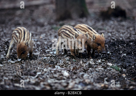 Wilde Ferkel (Sus Scrofa), Graben im Wald Stockfoto