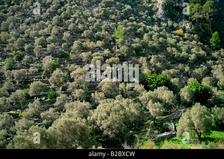 Olive-Plantage in der Nähe von Caimari, Serra de Tramuntana, Mallorca Stockfoto