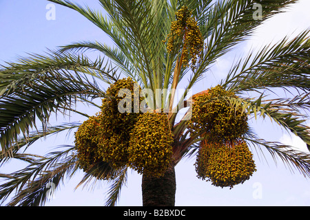 Früchte der Palme (Phoenix Dactylifera) bis heute Stockfoto