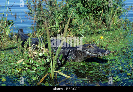 Yacare Caiman in Den Sümpfen von Iberá, Esteros del Iberá, Provinz Corrientes, Argentinien, Südamerika Stockfoto