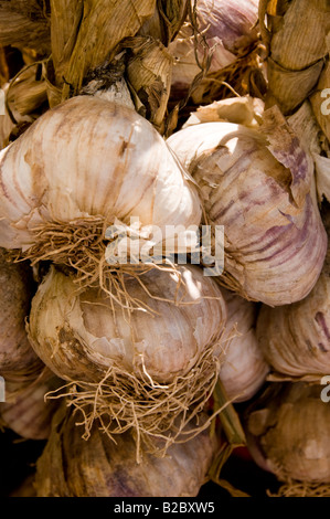 Die Anzeige von Knoblauch, Cours Saleya Markt, Altstadt von Nizza, Südfrankreich Stockfoto