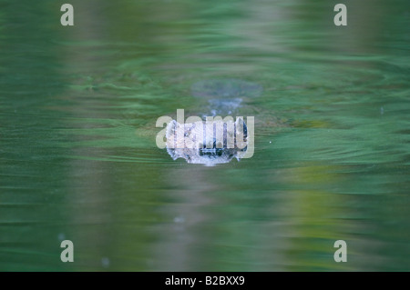 Eurasische Biber, Castor Fiber, Schwimmen, West-Böhmen, Tschechische Republik. Stockfoto