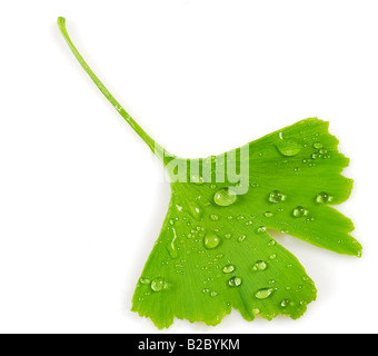 Ginkgo oder tausend Baum Blatt (Ginkgo Biloba) mit Wassertropfen Stockfoto