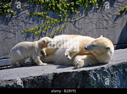 Polar Bear Cub Wilbaer und seine Mutter Corinna, Eisbären (Ursus Maritimus), Zoologischer Garten Wilhelma, Stuttgart Stockfoto