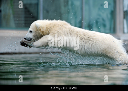 Junge Eisbären WILBAER (Ursus Maritimus), Wilhelma Stuttgart Zoo, Baden-Württemberg, Deutschland, Europa Stockfoto