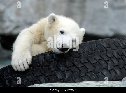 Junge Eisbären WILBAER (Ursus Maritimus), Wilhelma Stuttgart Zoo, Baden-Württemberg, Deutschland, Europa Stockfoto