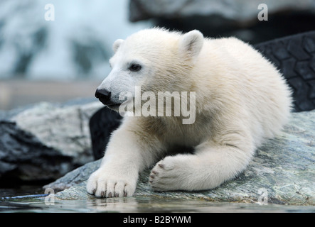 Junge Eisbären WILBAER (Ursus Maritimus), Wilhelma Stuttgart, Baden-Württemberg, Deutschland, Europa Stockfoto