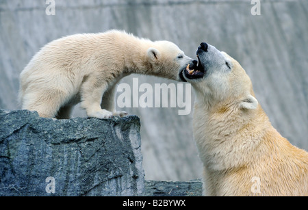 Junge Eisbären WILBAER (Ursus Maritimus), Wilhelma Stuttgart Zoo, Baden-Württemberg, Deutschland, Europa Stockfoto