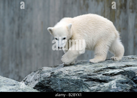 Junge Eisbären WILBAER (Ursus Maritimus), Wilhelma Stuttgart Zoo, Baden-Württemberg, Deutschland, Europa Stockfoto