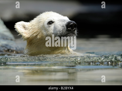 Junge Eisbären WILBAER (Ursus Maritimus), Wilhelma Stuttgart Zoo, Baden-Württemberg, Deutschland, Europa Stockfoto