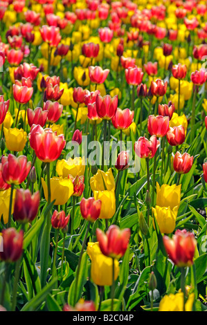 Tulpen (Tulipa spp.) Stockfoto