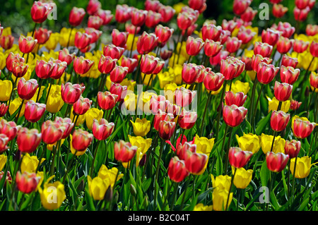 Tulpen (Tulipa spp.) Stockfoto
