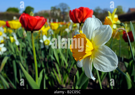 Tulpen (Tulipa spp.) und Narzissen (Narcissus) Stockfoto