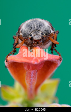 Können Fehler, Maikäfer (Melolontha Melolontha) Stockfoto