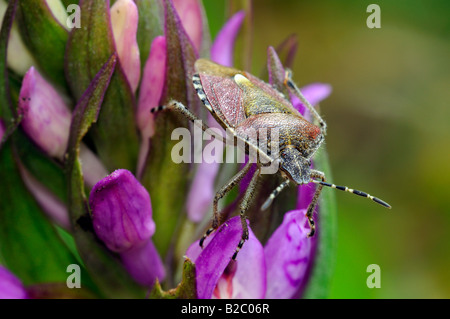 Schlehe Schild Bug (Dolycoris Baccarum) auf eine frühe lila Orchidee (Orchis Mascula) Stockfoto