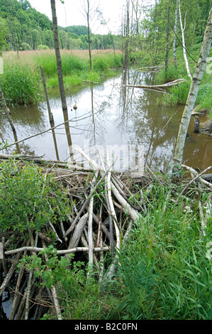 Eurasische Biber, Castor Fiber dam, West-Böhmen, Tschechische Republik. Stockfoto