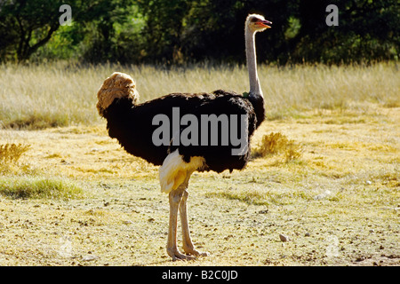 Strauß (Struthio Camelus) auf einer Straussenfarm in Oudtshoorn, Kapprovinz, Südafrika, Afrika Stockfoto