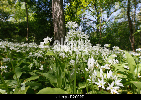 Bärlauch, Bärlauch (Allium Ursinum) wächst im Wald in das Naturschutzgebiet Taubergiessen, Kappel, Baden-Württemberg Stockfoto